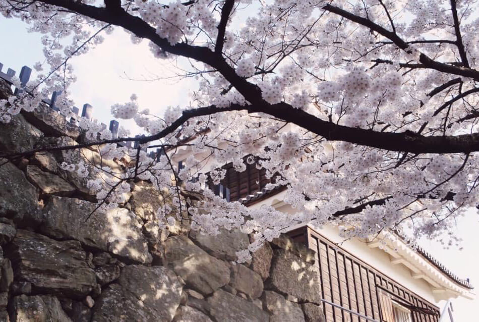 上田城の桜