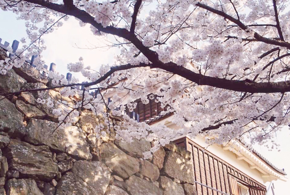 上田城跡公園の桜が満開