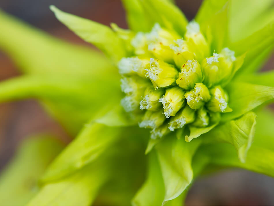 たらの芽