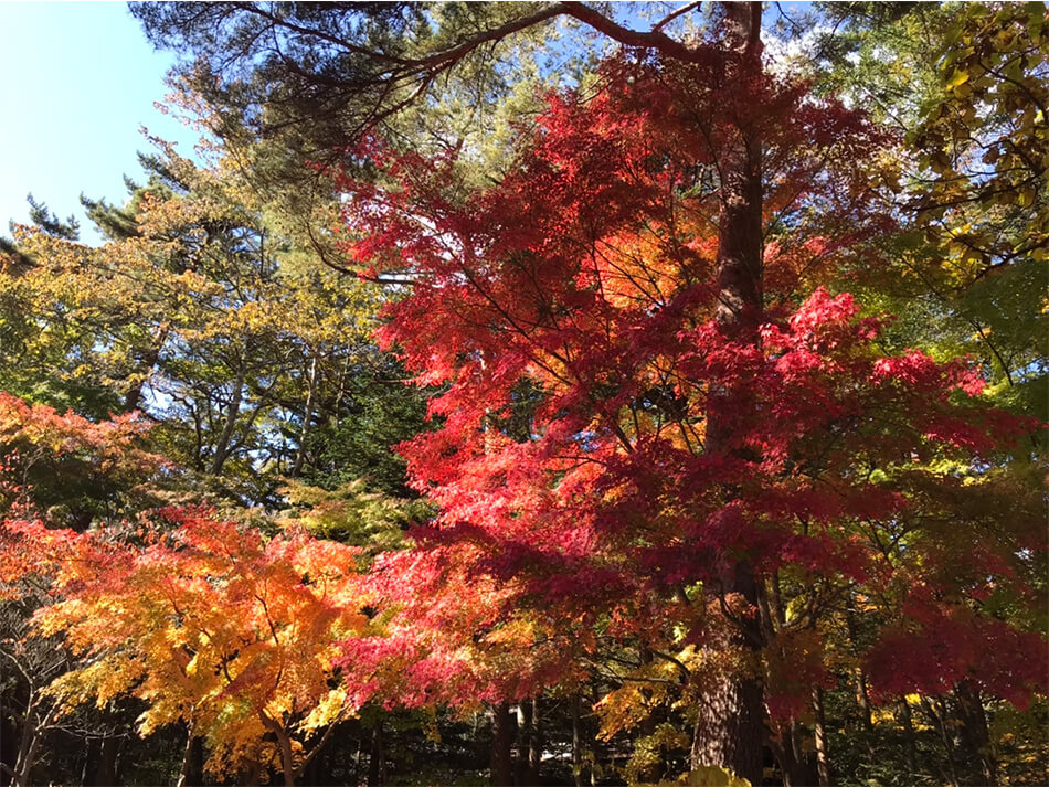 軽井沢の紅葉