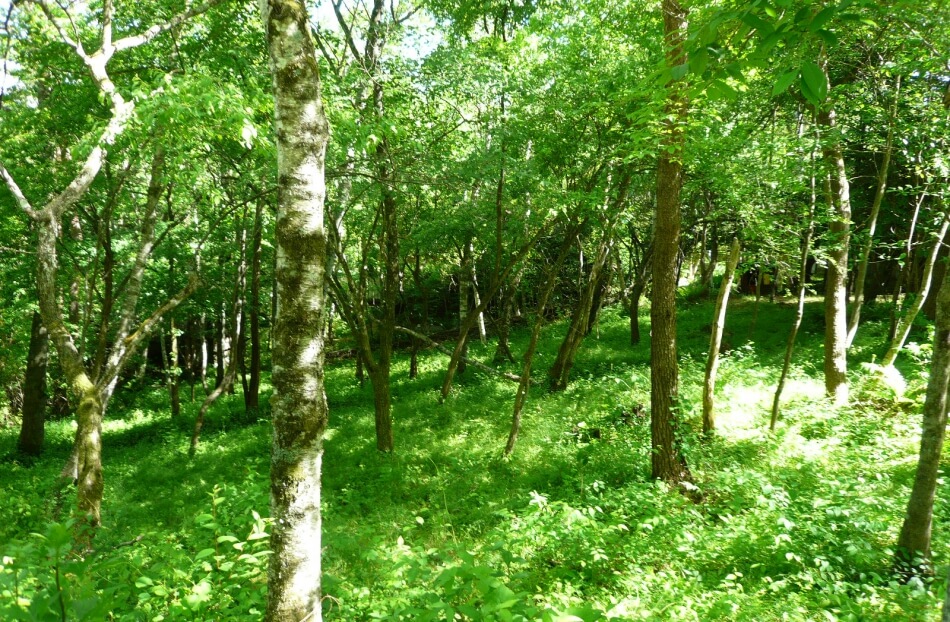 千ヶ滝別荘地 東区 緑ヶ丘 土地 南側に小瀬林道方面の景色が広がる区画