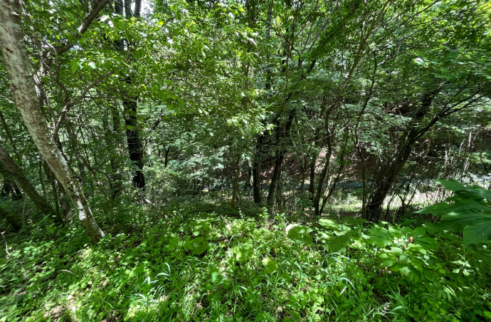南軽井沢 八風の郷別荘地　土地　緑豊かな森に囲まれた管理良好の別荘地