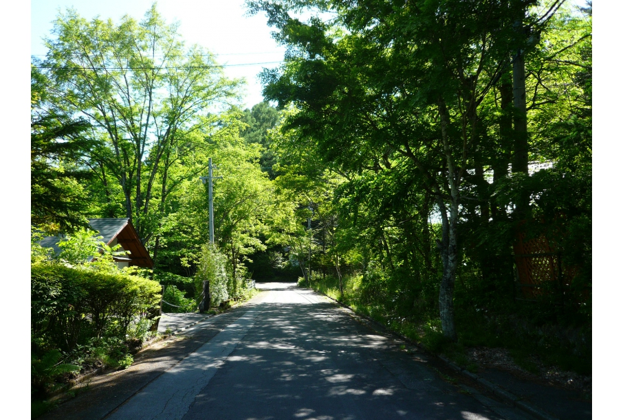 白樺並木の歩道のある前面道路